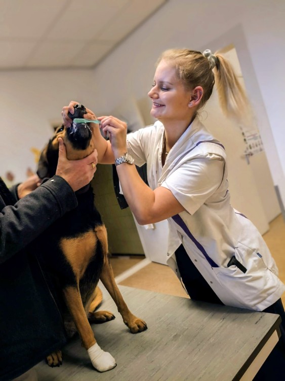 Lisa paraveterinair Dierenkliniek de Polder 2 Mara van der Zee Dierenkliniek De Polder Maassluis