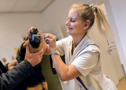 Anouk de kliniekkat Dierkenkliniek De Polder Maassluis