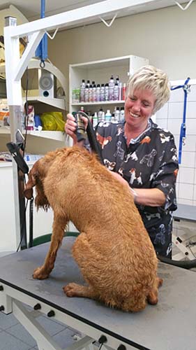 Lies-van-Essen-paraveterinair-hondentrimster-Dierenkliniek-De-Polder-Maassluis-2